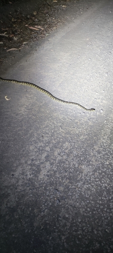 Carpet Python sighting