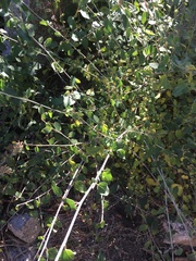 Ceanothus integerrimus macrothyrsus
