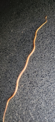 Brown Tree Snake sighting