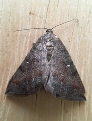 Apodrepanulatrix litaria