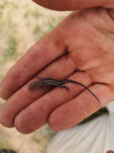 Variable skink, Trachylepis varia