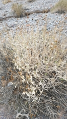 Bahiopsis reticulata