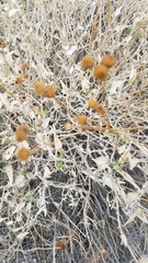 Bahiopsis reticulata