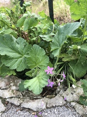 Erodium malacoides