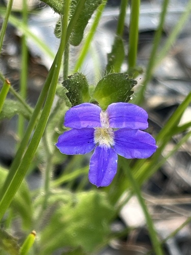 Hairy Fan-flower (Scaevola pilosa)