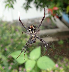 Argiope