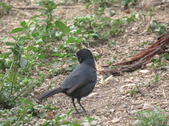 Laniarius funebris
