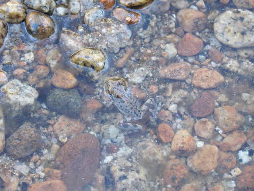 iNaturalist observation photo of Pacific chorus frog