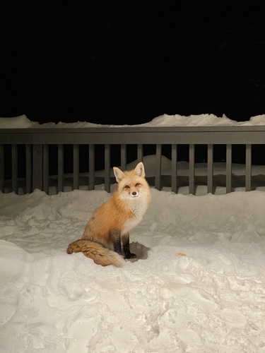 Red Fox photographed in Colorado