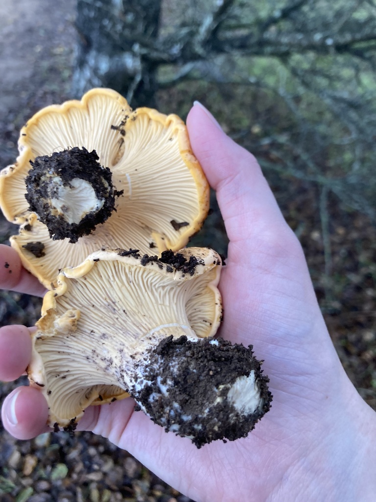 Cantharellus californicus · December 2025 · photo: © scheim (iNaturalist, cc-by-nc)