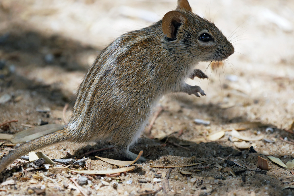 West-central Four-striped Grass Rat (Rhabdomys bechuanae)