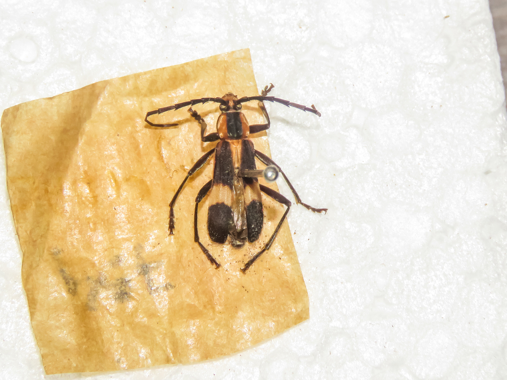 Mallosoma scutellare