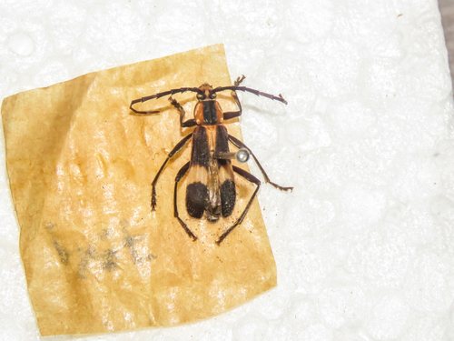 Mallosoma scutellare