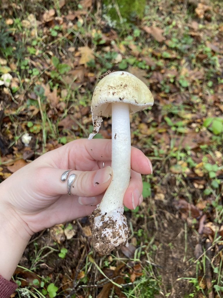 Amanita phalloides · December 2025 · photo: © scheim (iNaturalist, cc-by-nc)