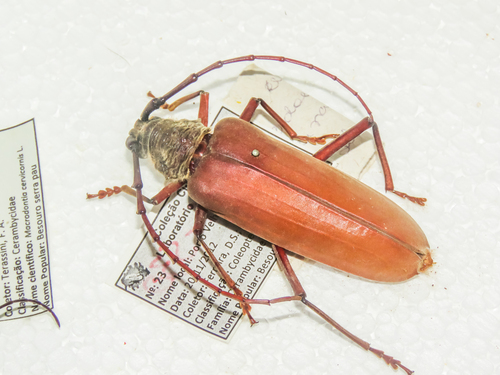 Plocaederus bellator