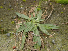 Plantago lanceolata