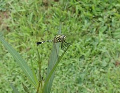 Orthetrum sabina