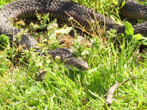 Lowlands Copperhead sighting