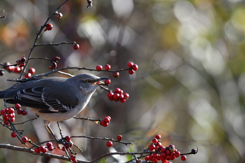 Northern Mockingbird