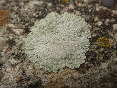 Protoparmeliopsis muralis