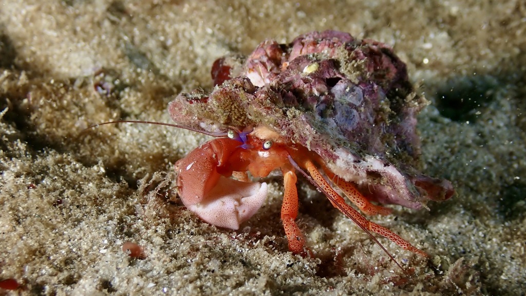 Pagurus retrorsimanus