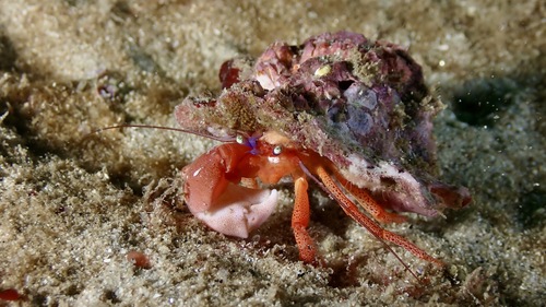 Pagurus retrorsimanus