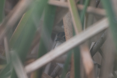 Cistothorus palustris