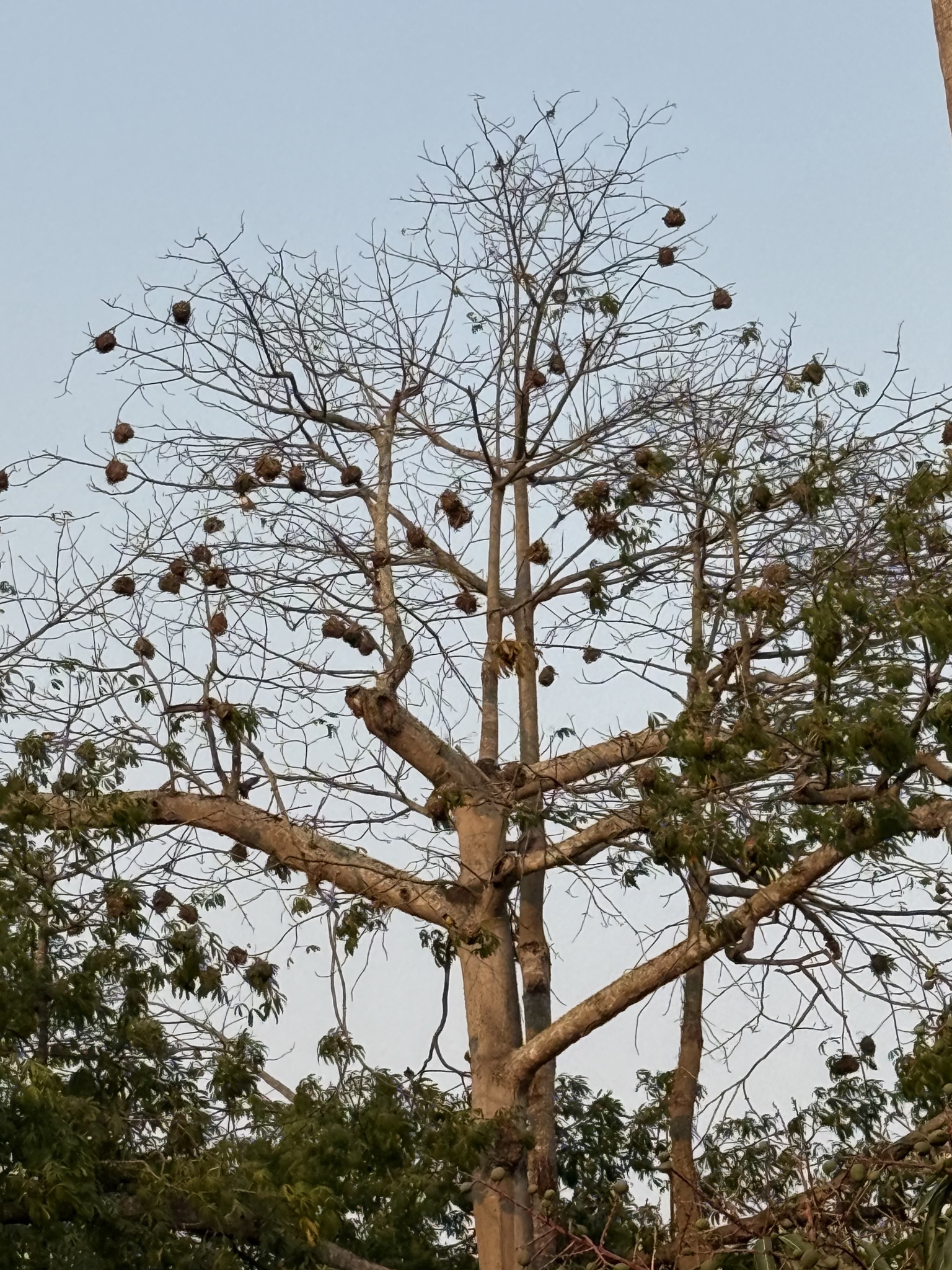 Vieillot's Black Weaver (Ploceus nigerrimus), photo 9