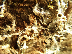 Erythricium aurantiacum