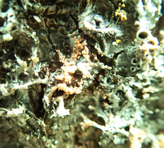 Erythricium aurantiacum