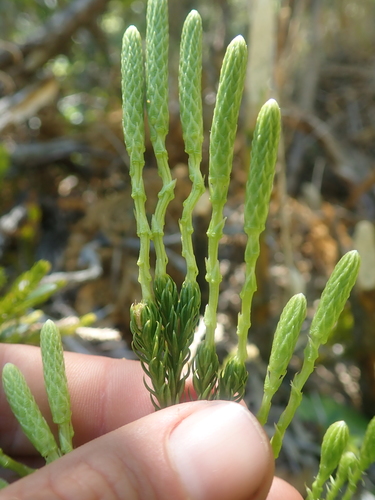 Image of Austrolycopodium magellanicum by (c) Nolan Exe, some rights reserved (CC BY)