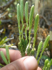 Austrolycopodium magellanicum