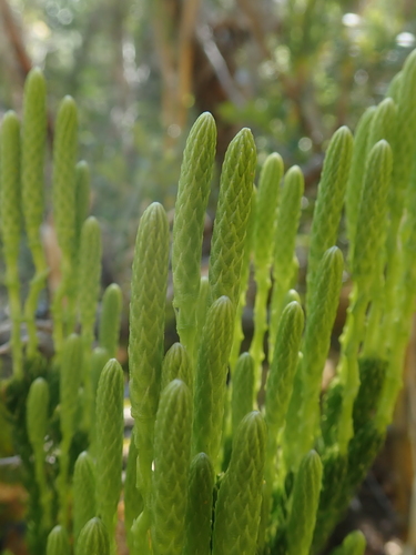 Image of Austrolycopodium magellanicum by (c) Nolan Exe, some rights reserved (CC BY)