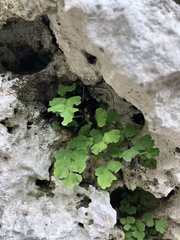 Adiantum capillus-veneris