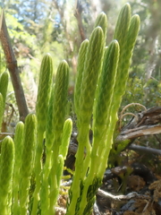 Austrolycopodium magellanicum