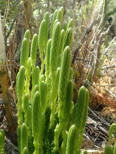 Image of Austrolycopodium magellanicum by (c) Nolan Exe, some rights reserved (CC BY)
