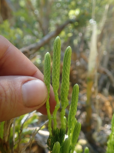 Image of Austrolycopodium magellanicum by (c) Nolan Exe, some rights reserved (CC BY)