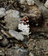 Heterusia