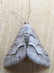 Digrammia decorata