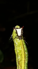 Micrathena plana