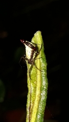 Micrathena plana