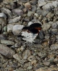 Heterusia