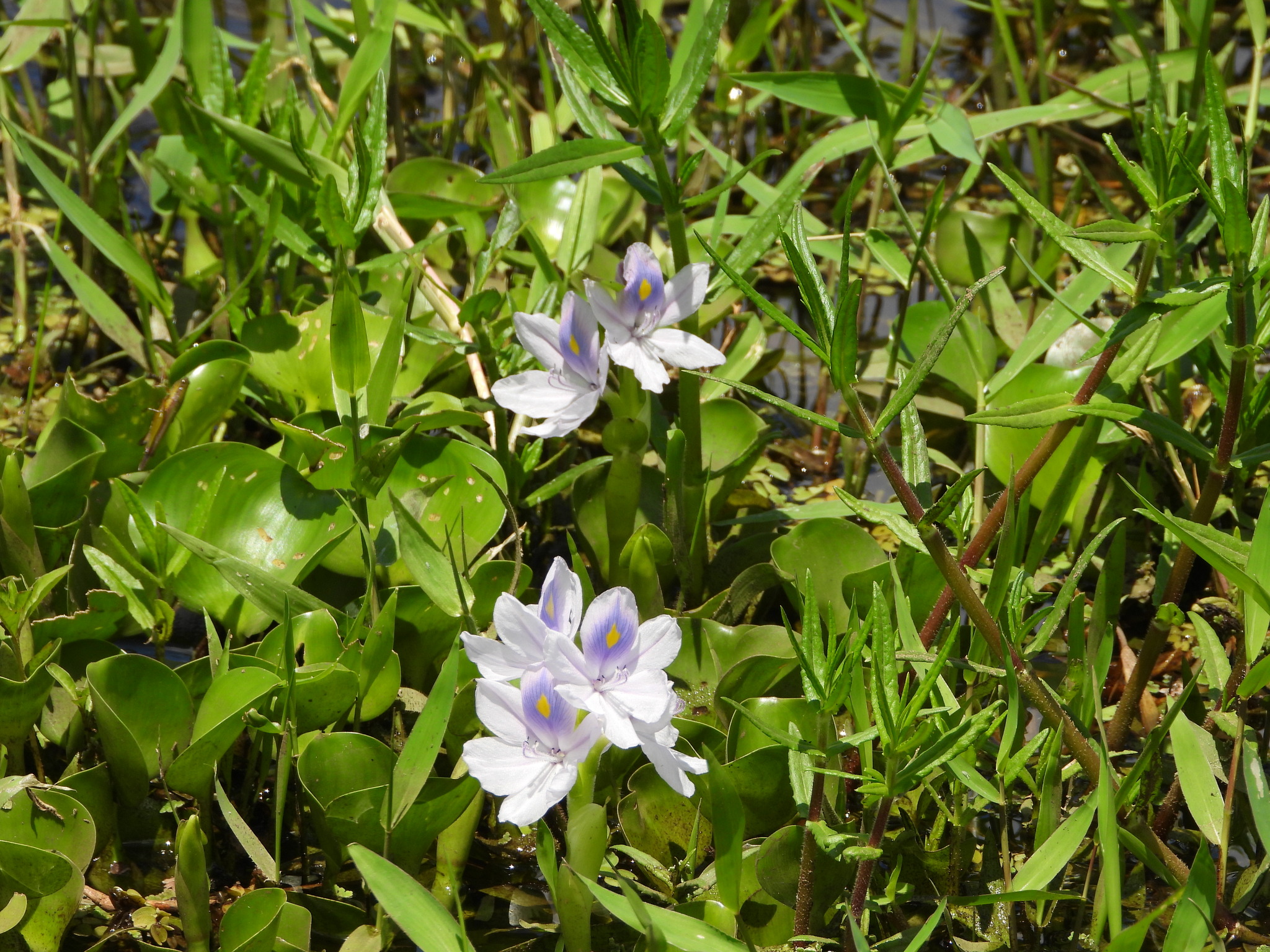 Pontederia crassipes