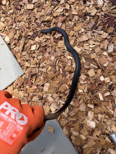Red-bellied Black Snake sighting