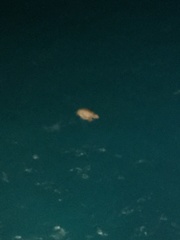 Caretta caretta