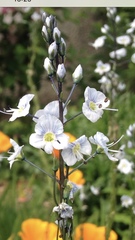 Veronica gentianoides