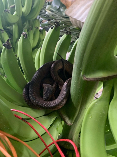 Brown Tree Snake sighting