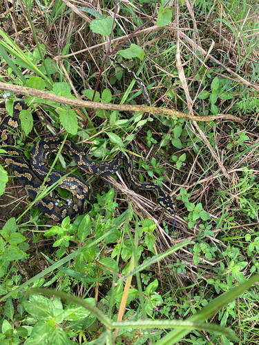 Jungle Carpet Python sighting