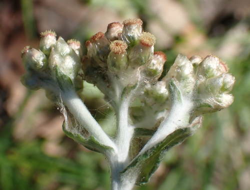 Jersey Cudweed