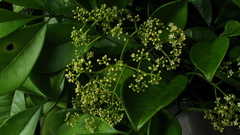 Zanthoxylum petiolare